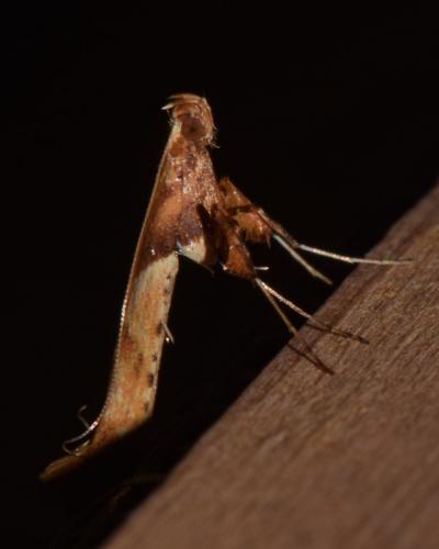 Réf. 202 241 : Caloptilia sp.